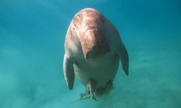 Dugong