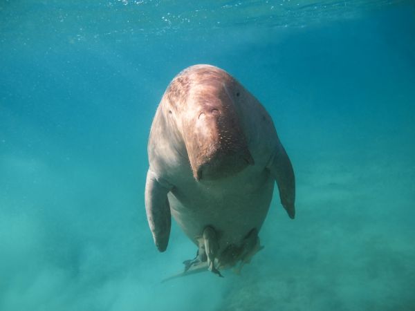 Dugong