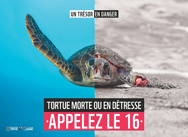 Tortue