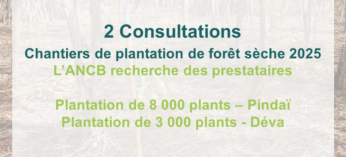 2 consultations chantiers de plantation