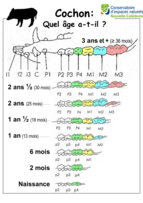 Comment déterminer l'ÂGE d'un COCHON