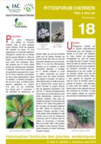 Fiche de présentation Pittosporum cherrieri