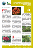 Fiche de présentation Pittosporum coccineum