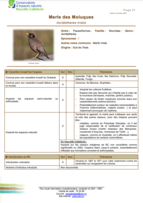 Fiche technique MERLE DES MOLUQUES